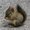 Photo of Squirrel G.