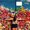 Photo of Karen J.
