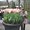 Photo of Qype User (hamzis…)