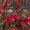 Photo of Ceth H.
