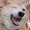 Photo of Good Boy B.