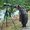 Photo of Kuma R.