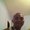 Photo of Lazaro R.