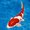 Photo of Koi Y.