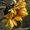 Photo of Sonflowergrl B.
