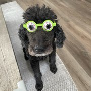 google avatar
