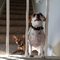 Beagle F.