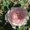 Photo of Calla S.
