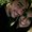 Photo of Marcela G.