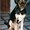 Photo of Koda B.