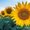 Photo of 'Twinkie' A.