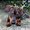 Photo of Torie F.