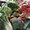 Photo of Petersburg Old Towne Farmers Mkt M.
