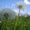 Photo of Bambusbluete L.