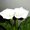 Photo of Dante O.