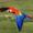 Photo of Parrots 2.