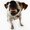 Photo of Qype User (DDog…)