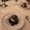 Photo of Cookie S.