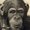 Photo of D V.