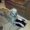 Photo of Dolphindan G.