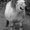 Photo of Commander S.