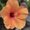 Photo of S M.
