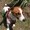 Photo of BuddyDog B.