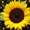 Photo of Rory G.