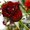 Photo of Flower B.