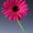 Photo of Qype User (flower…)