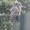 Photo of Cheiron M.
