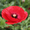 Photo of RS L.
