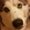 Photo of Husky L.