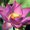 Photo of Purple Lotus x.