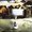 Photo of Perry B.