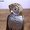 Photo of Bubo O.