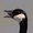 Photo of Chris B.