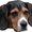 Photo of HoundDog A.