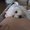 Photo of Khang T.