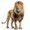 Photo of SD Lion L.