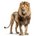 Photo of SD Lion L.