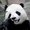 Photo of Pandas E.