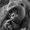 Photo of Harambe G.