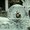 Photo of Harpreet S.