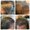 Photo of Scalp M.