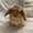 Photo of RunCinnabun R.