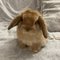 RunCinnabun R. profile picture