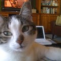 Ellen T. Avatar