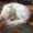 Photo of Sparky P.