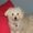 Photo of Dolce R.